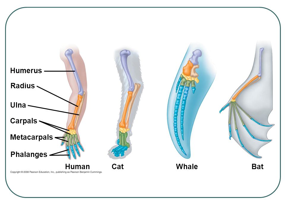 Humerus Radius Ulna Carpals Metacarpals Phalanges Human Cat Whale Bat
