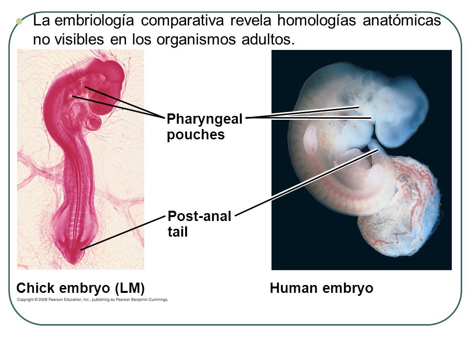 Fig La embriología comparativa revela homologías anatómicas no visibles en los organismos adultos.