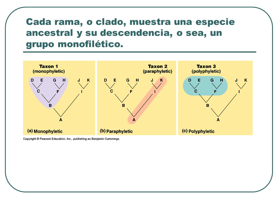Cada rama, o clado, muestra una especie ancestral y su descendencia, o sea, un grupo monofilético.