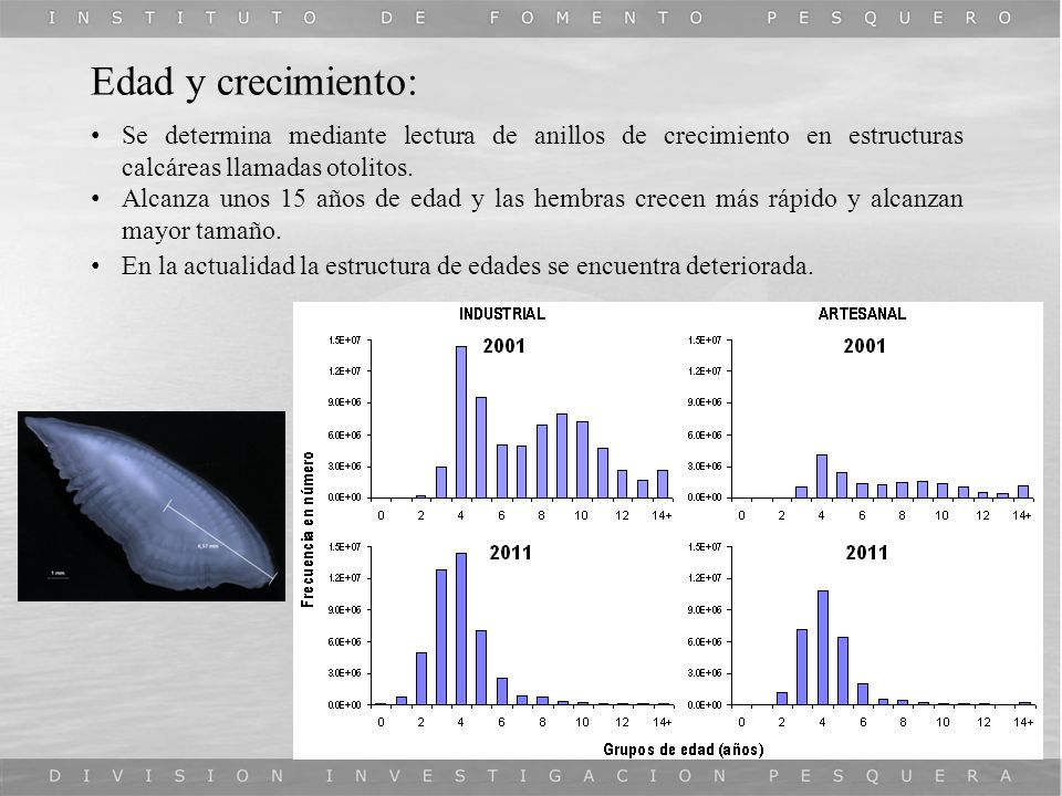 Edad y crecimiento: Se determina mediante lectura de anillos de crecimiento en estructuras calcáreas llamadas otolitos.