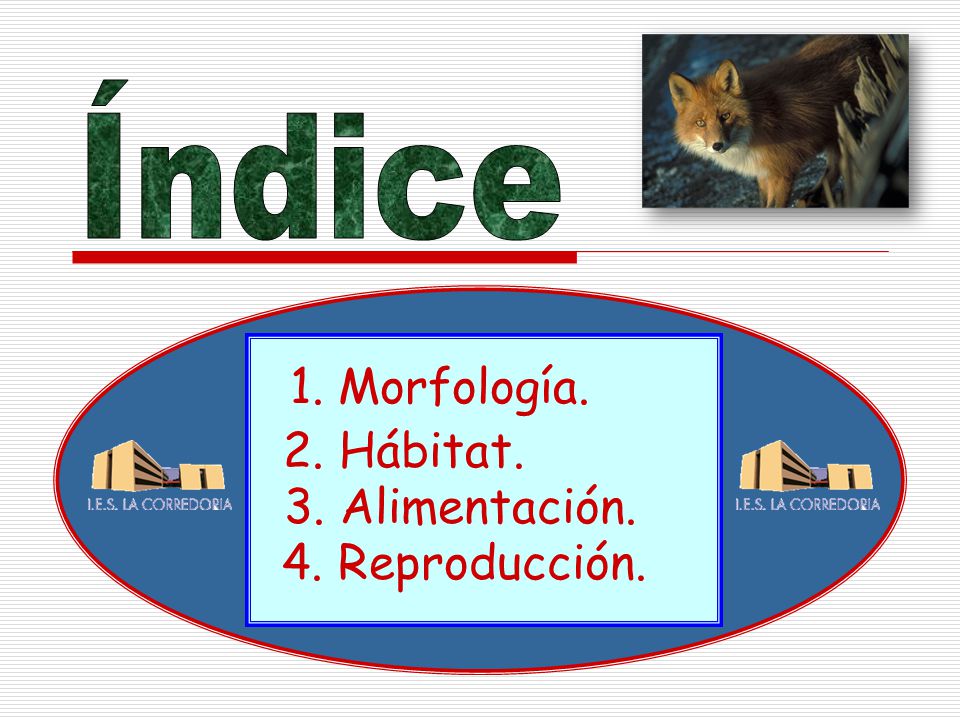 Índice 1. Morfología. 2. Hábitat. 3. Alimentación. 4. Reproducción.