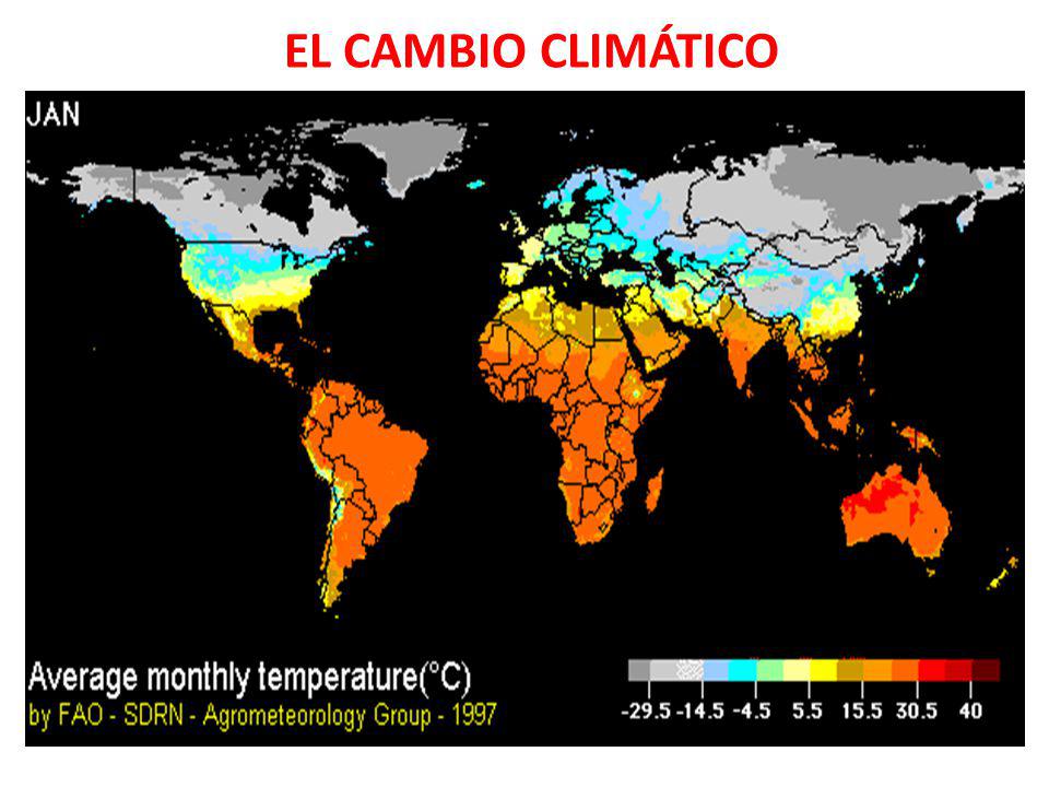 EL CAMBIO CLIMÁTICO Sustitución de cultivos para alimentos por los biocombustibles.