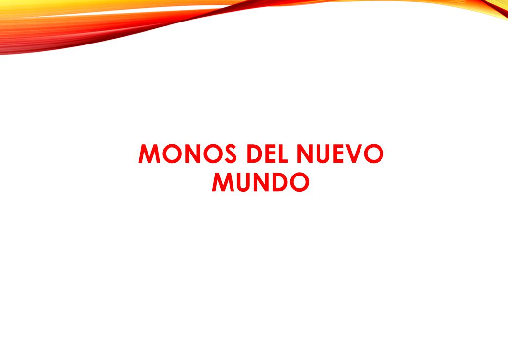 MONOS DEL NUEVO MUNDO