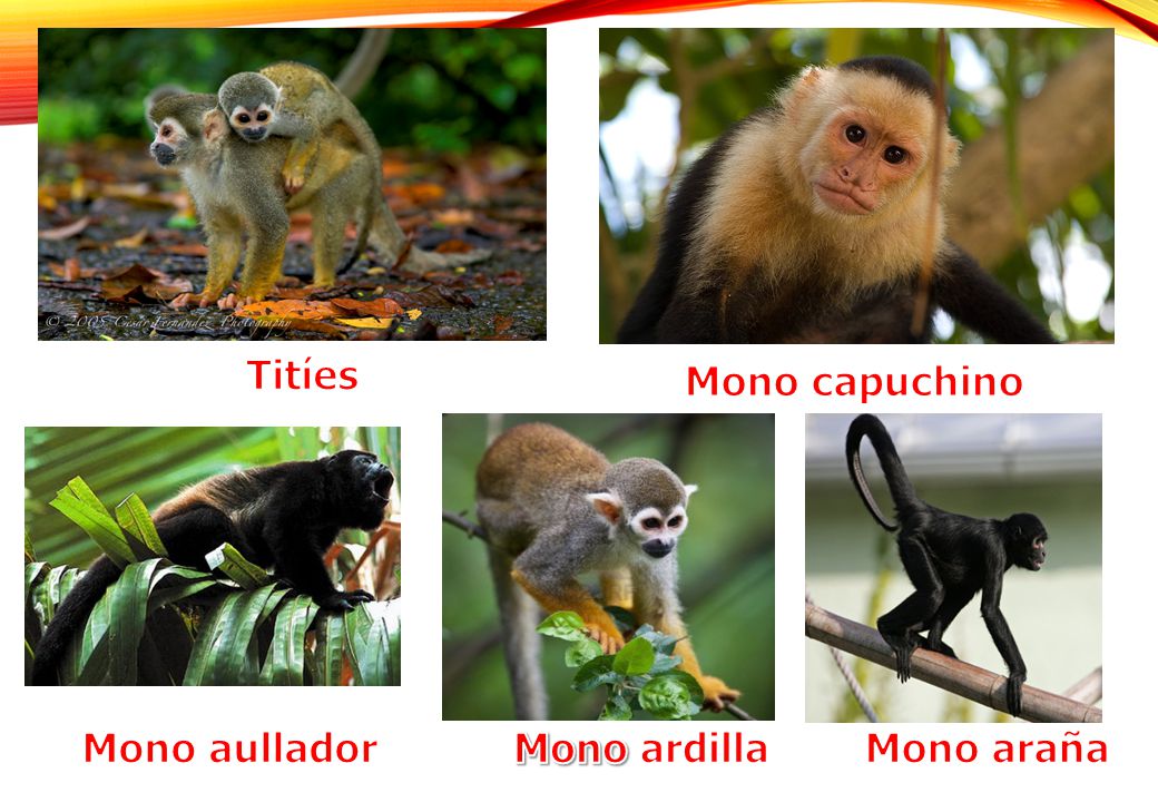 Titíes Mono capuchino Mono aullador Mono ardilla Mono araña