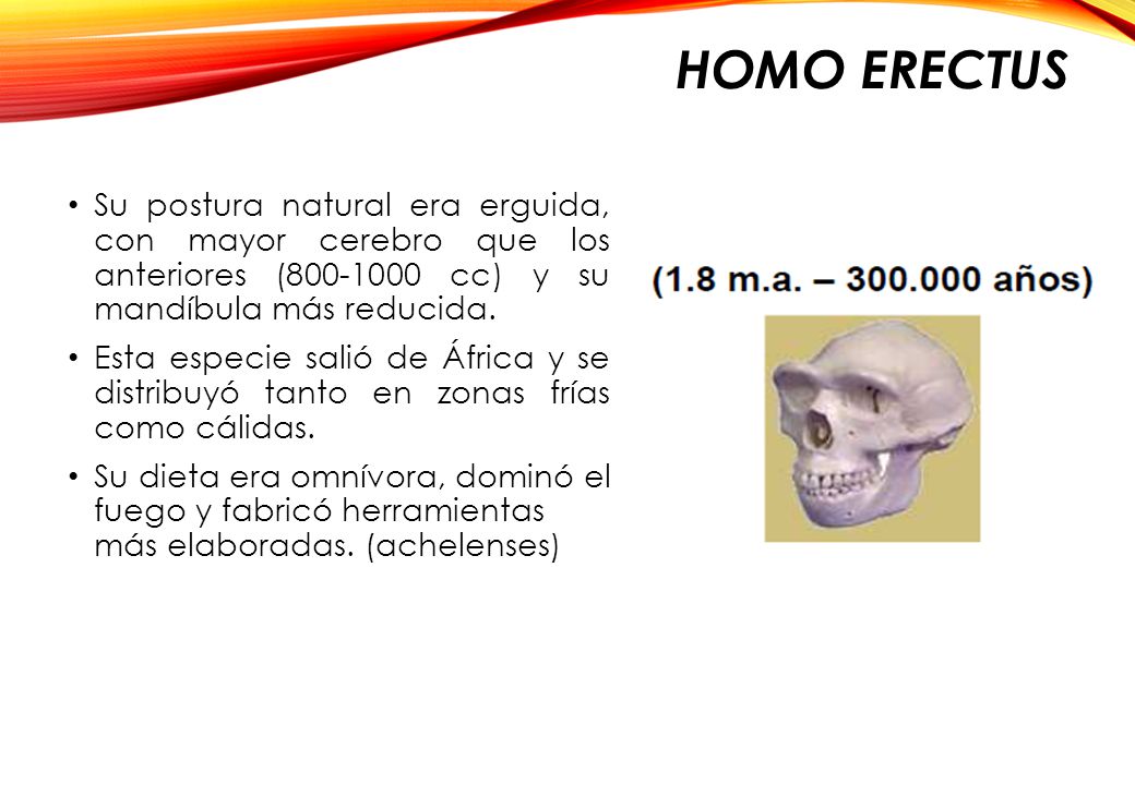 Homo erectus Su postura natural era erguida, con mayor cerebro que los anteriores ( cc) y su mandíbula más reducida.