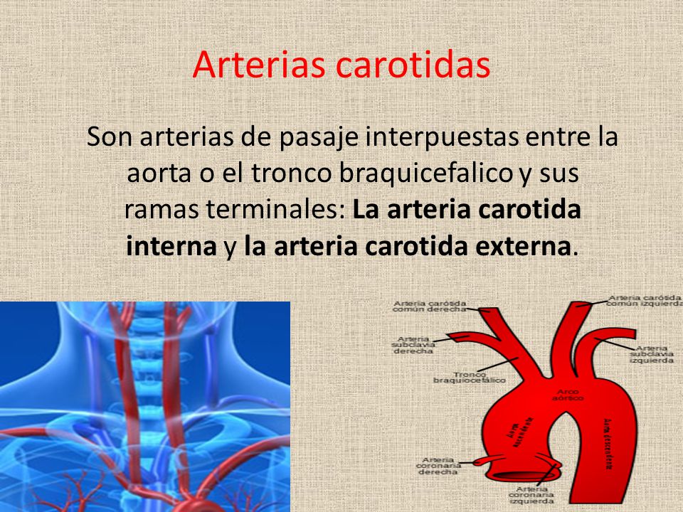 Arteria carotida primitiva – Venas Yugulares - ppt descargar