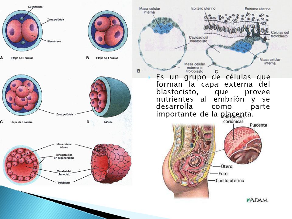 Es un grupo de células que forman la capa externa del blastocisto, que provee nutrientes al embrión y se desarrolla como parte importante de la placenta.