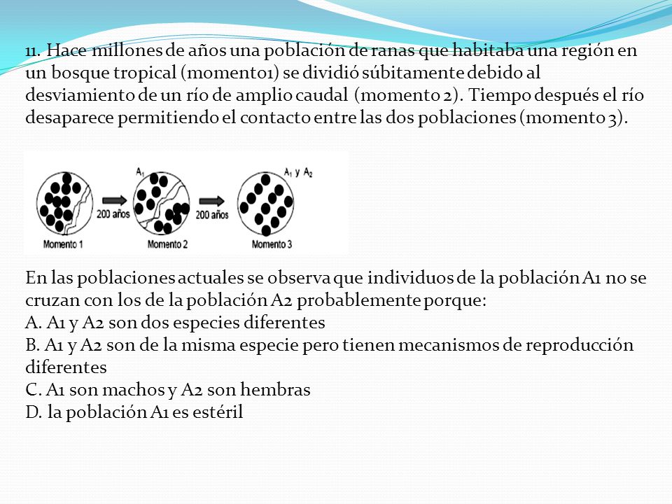 11. Hace millones de años una población de ranas que habitaba una región en un bosque tropical (momento1) se dividió súbitamente debido al desviamiento de un río de amplio caudal (momento 2). Tiempo después el río desaparece permitiendo el contacto entre las dos poblaciones (momento 3).