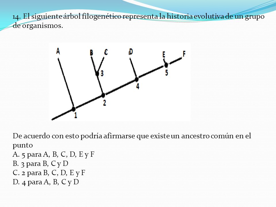 14. El siguiente árbol filogenético representa la historia evolutiva de un grupo de organismos.