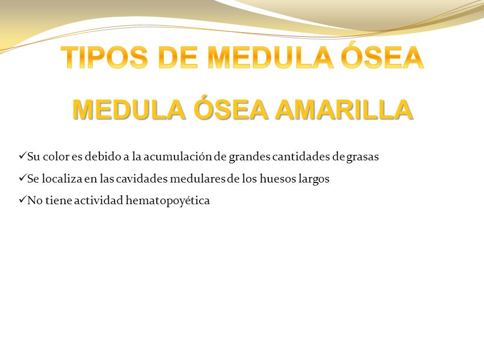 TIPOS DE MEDULA ÓSEA MEDULA ÓSEA AMARILLA