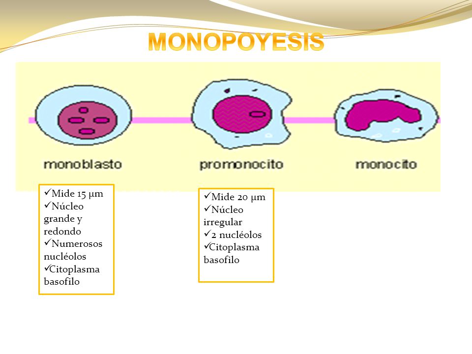MONOPOYESIS Mide 15 µm Mide 20 µm Núcleo grande y redondo