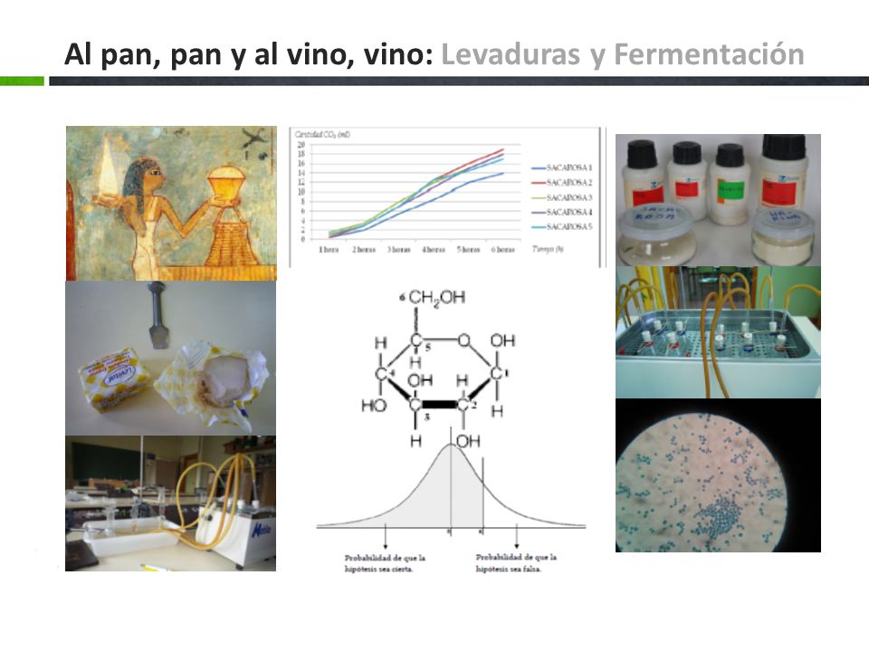 Al pan, pan y al vino, vino: Levaduras y Fermentación