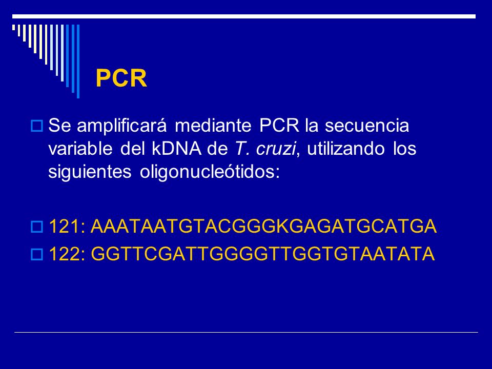 PCR Se amplificará mediante PCR la secuencia variable del kDNA de T. cruzi, utilizando los siguientes oligonucleótidos:
