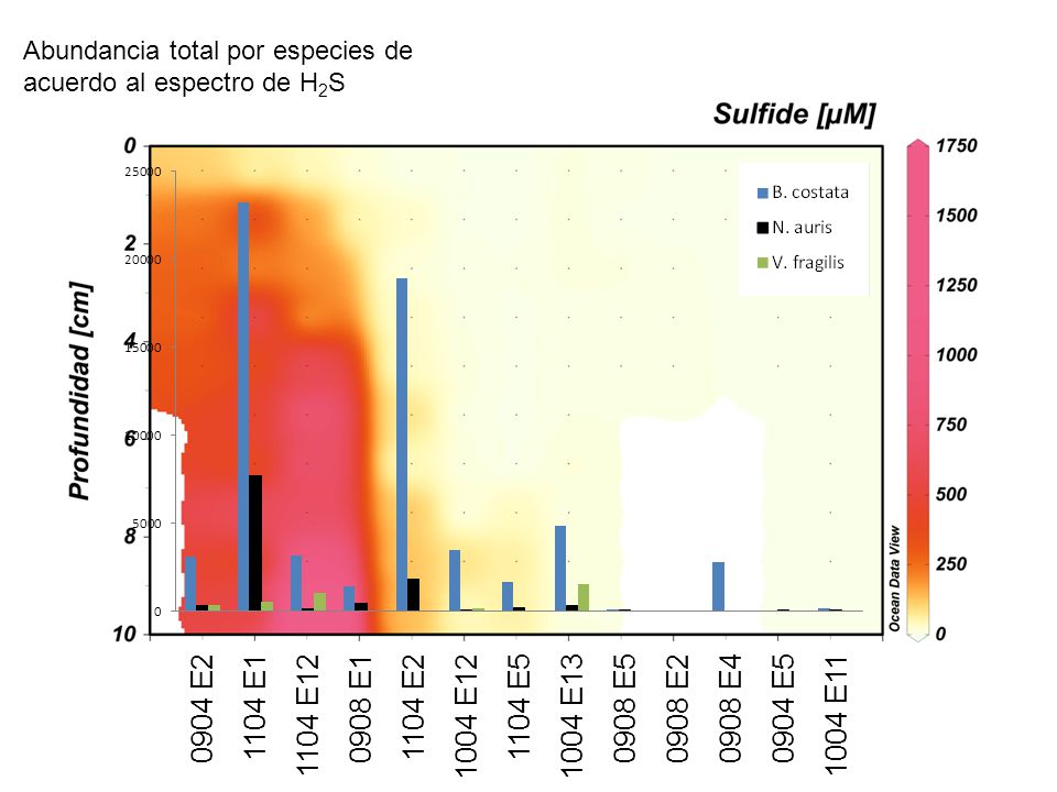 Abundancia total por especies de acuerdo al espectro de H2S