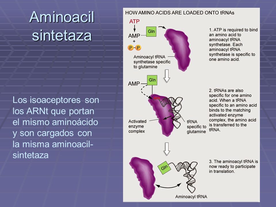 Aminoacil sintetaza Los isoaceptores son los ARNt que portan el mismo aminoácido y son cargados con la misma aminoacil-sintetaza.