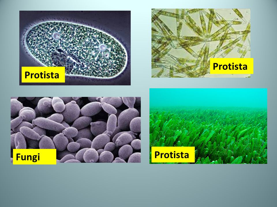 Protista Protista Protista Fungi