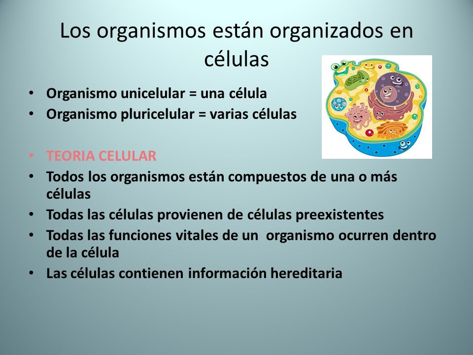 Los organismos están organizados en células