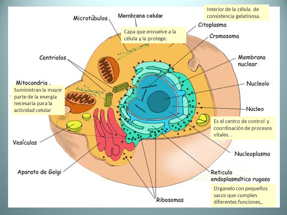 Interior de la célula de consistencia gelatinosa.