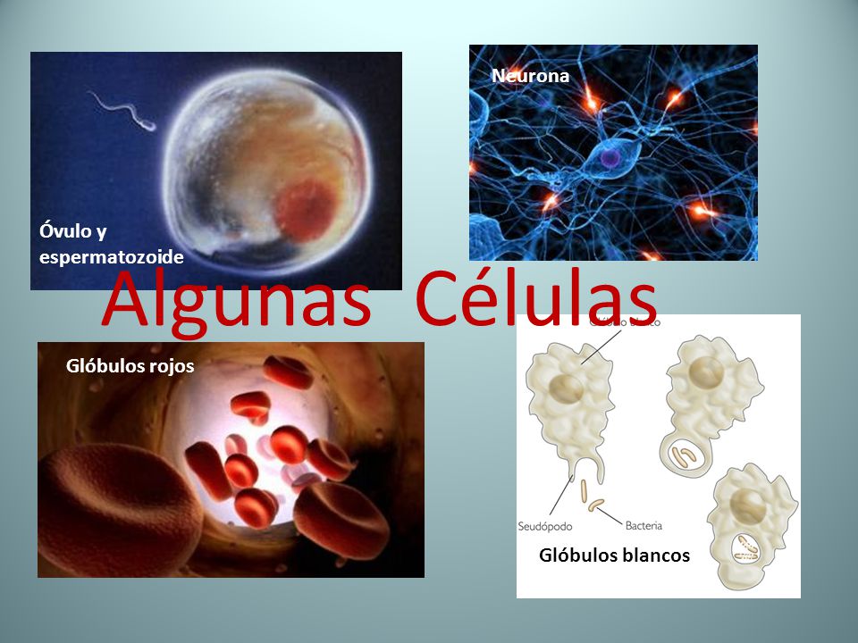 Algunas Células Neurona Óvulo y espermatozoide Glóbulos rojos