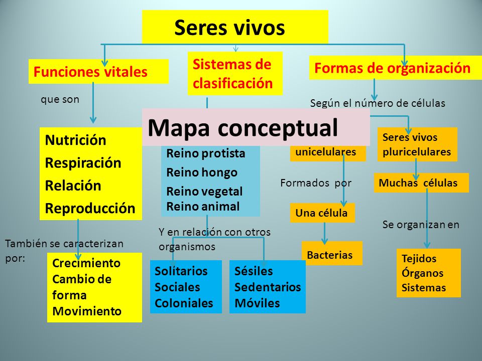 Mapa conceptual Seres vivos Sistemas de clasificación