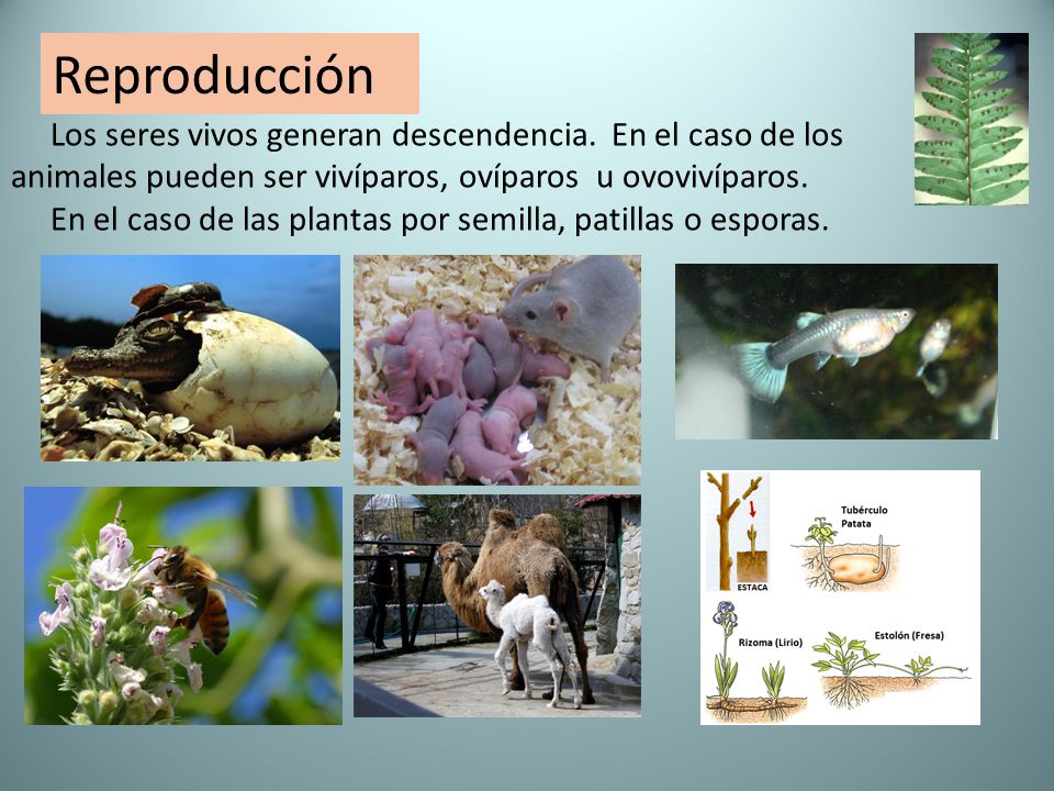 Reproducción Los seres vivos generan descendencia. En el caso de los animales pueden ser vivíparos, ovíparos u ovovivíparos.