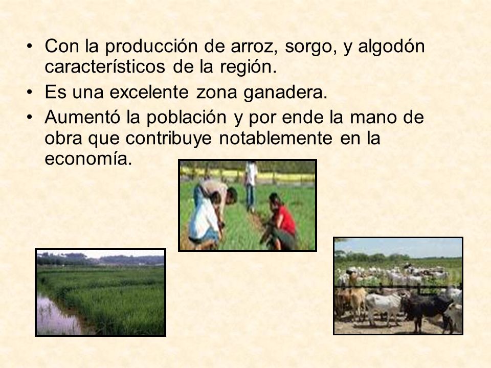 Con la producción de arroz, sorgo, y algodón característicos de la región.
