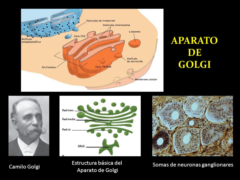 APARATO DE GOLGI Estructura básica del Somas de neuronas ganglionares