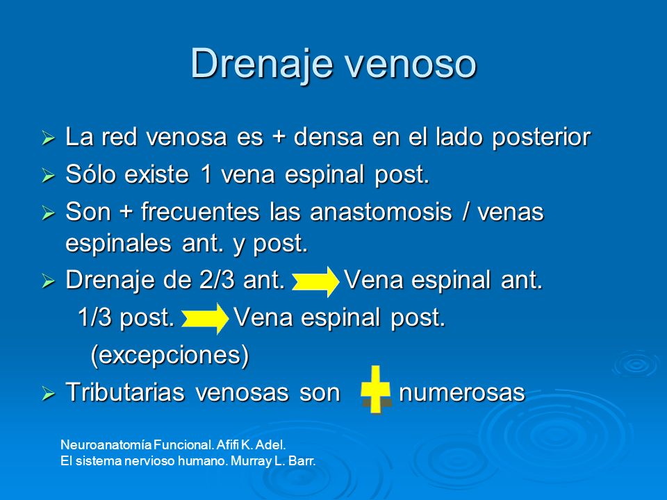 Drenaje venoso + La red venosa es + densa en el lado posterior