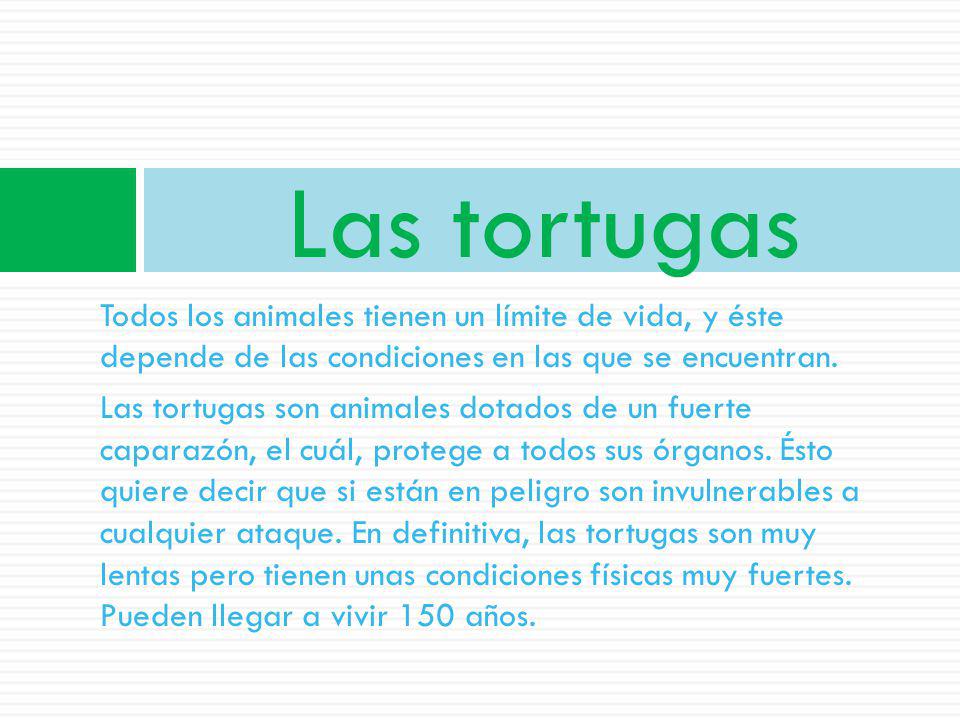 Las tortugas Todos los animales tienen un límite de vida, y éste depende de las condiciones en las que se encuentran.