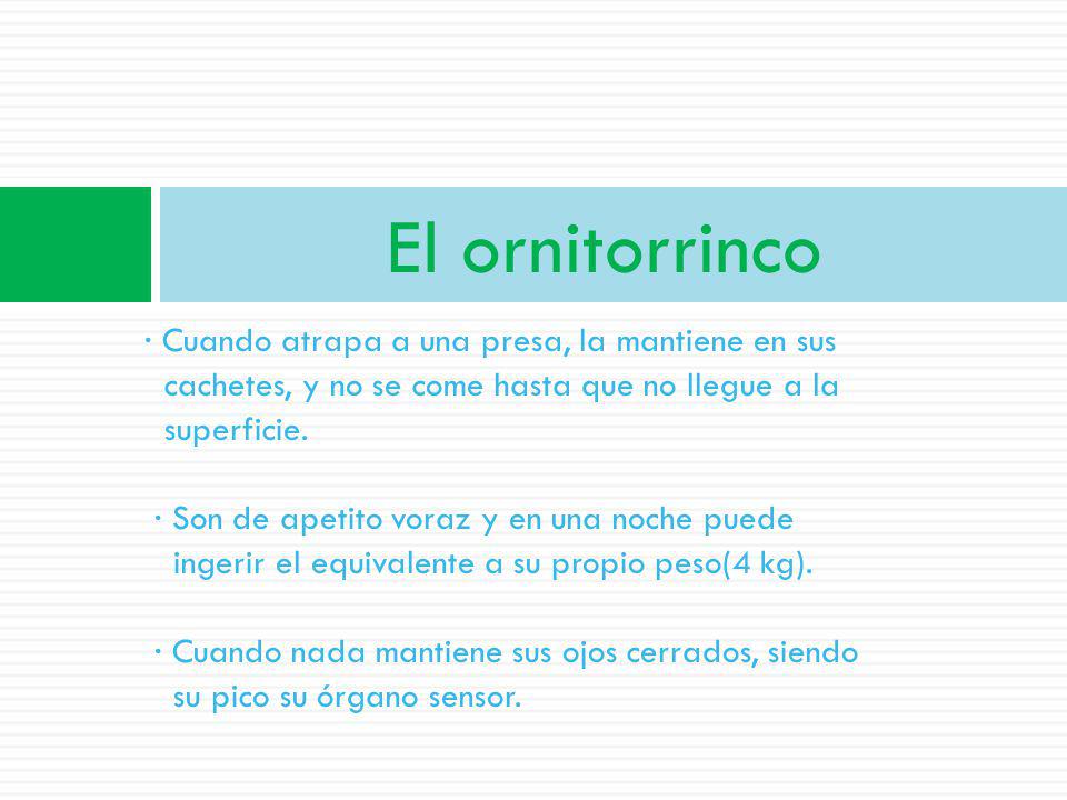 El ornitorrinco · Cuando atrapa a una presa, la mantiene en sus