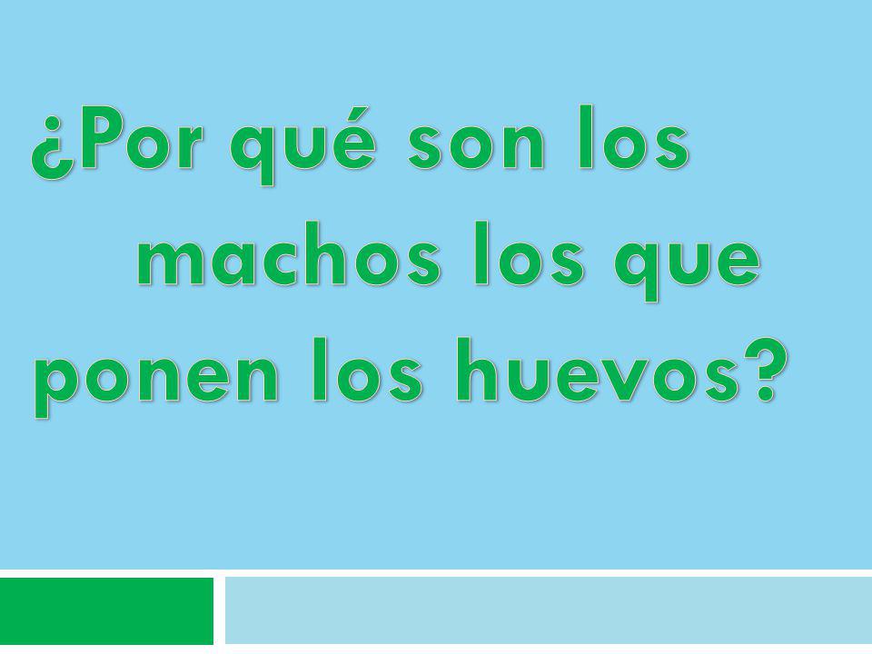 ¿Por qué son los machos los que ponen los huevos