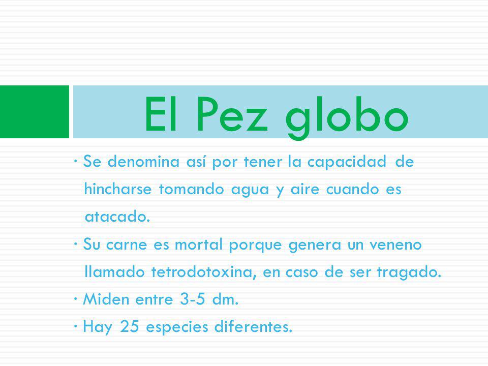 El Pez globo · Se denomina así por tener la capacidad de