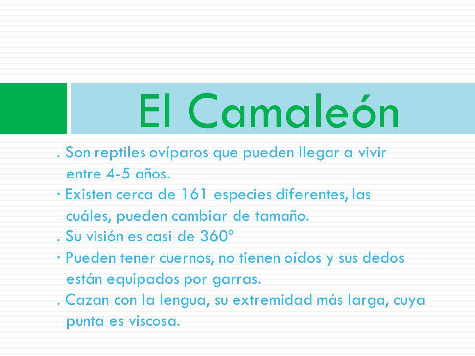 El Camaleón . Son reptiles ovíparos que pueden llegar a vivir