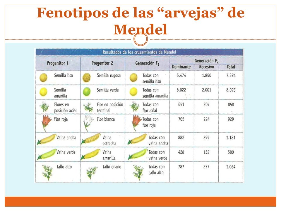 Fenotipos de las arvejas de Mendel