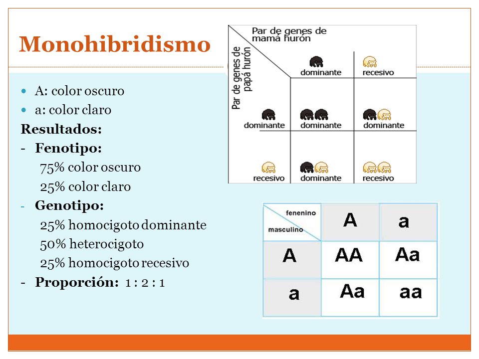 Monohibridismo A: color oscuro a: color claro Resultados: - Fenotipo:
