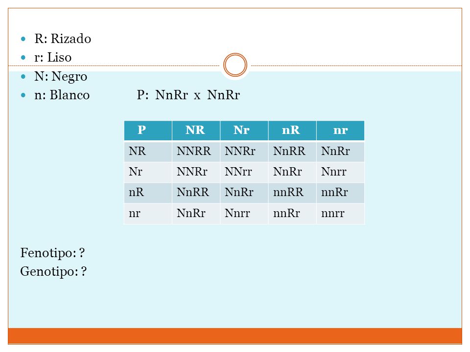 R: Rizado r: Liso N: Negro n: Blanco P: NnRr x NnRr Fenotipo: