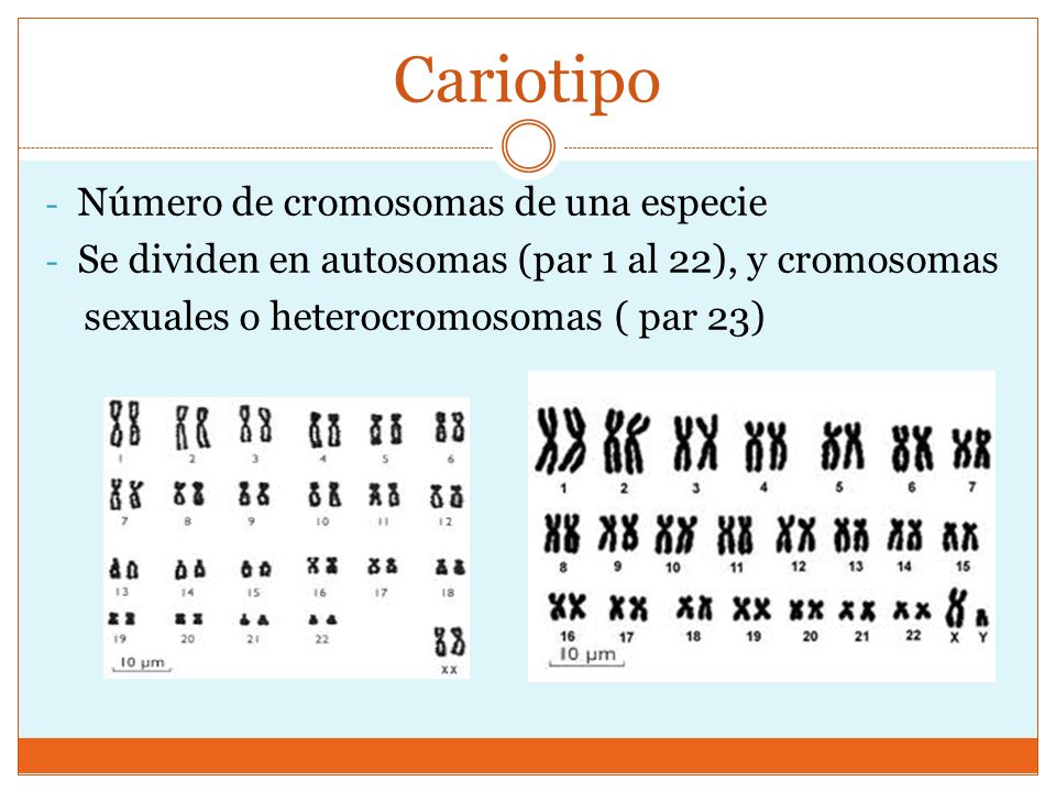Cariotipo Número de cromosomas de una especie