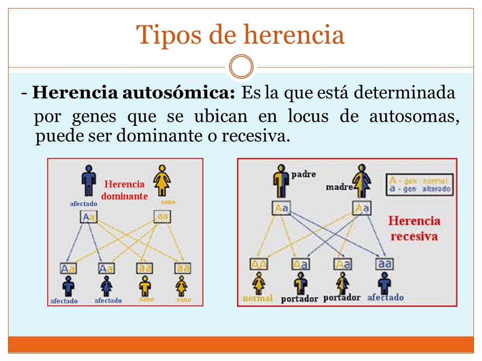 Tipos de herencia - Herencia autosómica: Es la que está determinada por genes que se ubican en locus de autosomas, puede ser dominante o recesiva.
