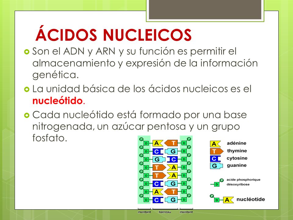 ÁCIDOS NUCLEICOS Son el ADN y ARN y su función es permitir el almacenamiento y expresión de la información genética.