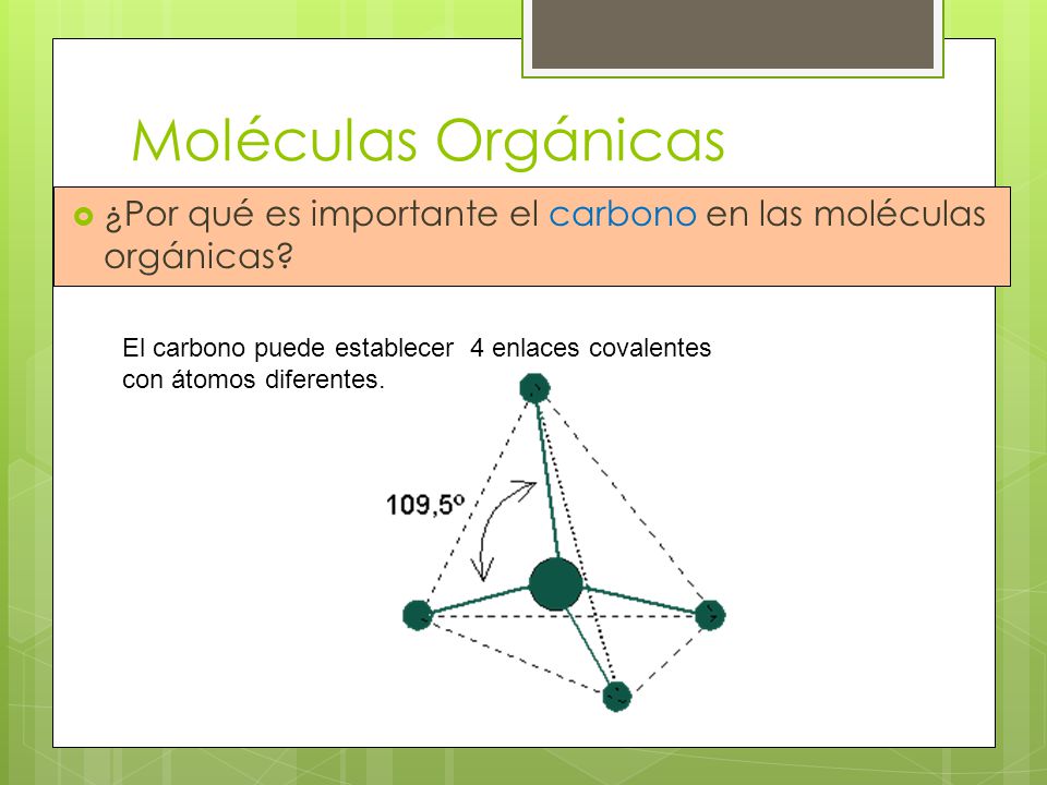 Moléculas Orgánicas ¿Por qué es importante el carbono en las moléculas orgánicas