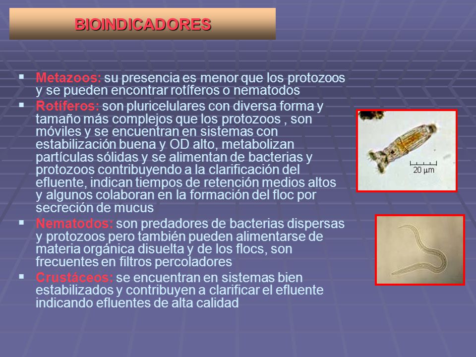 BIOINDICADORES Metazoos: su presencia es menor que los protozoos y se pueden encontrar rotíferos o nematodos.