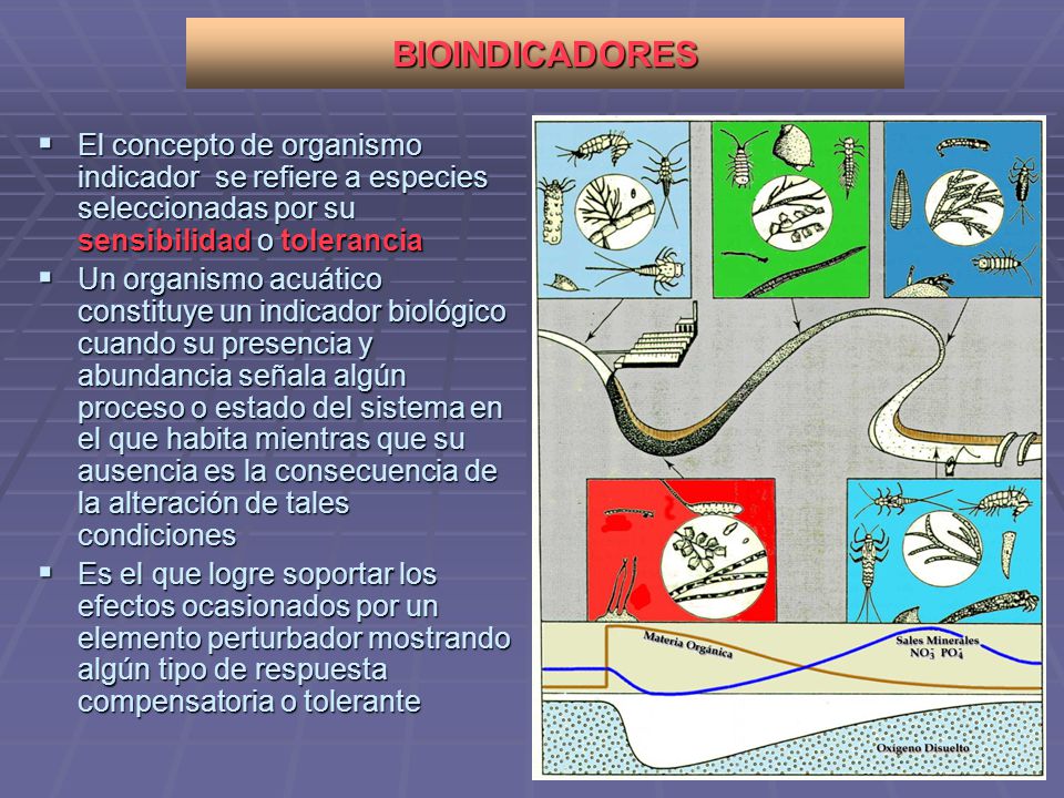 BIOINDICADORES El concepto de organismo indicador se refiere a especies seleccionadas por su sensibilidad o tolerancia.
