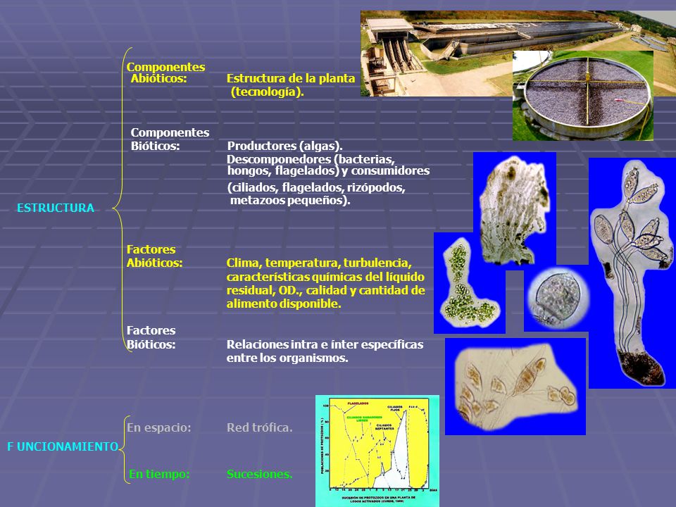 Componentes Abióticos: Estructura de la planta. (tecnología). Componentes. Bióticos: Productores (algas).