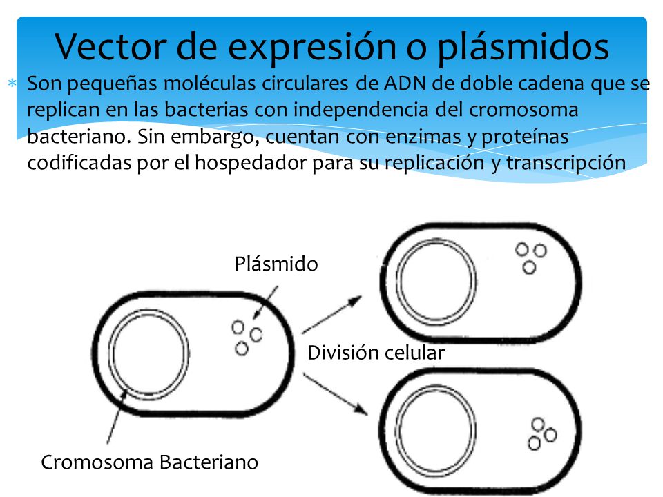 Vector de expresión o plásmidos