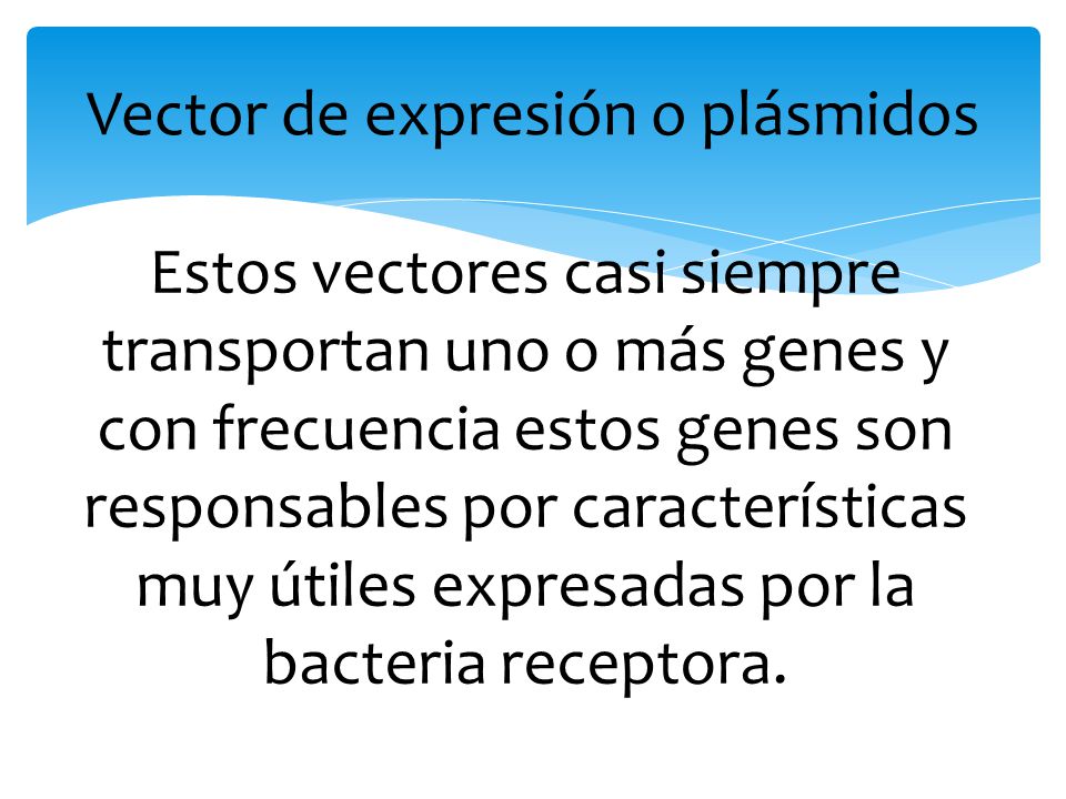 Vector de expresión o plásmidos