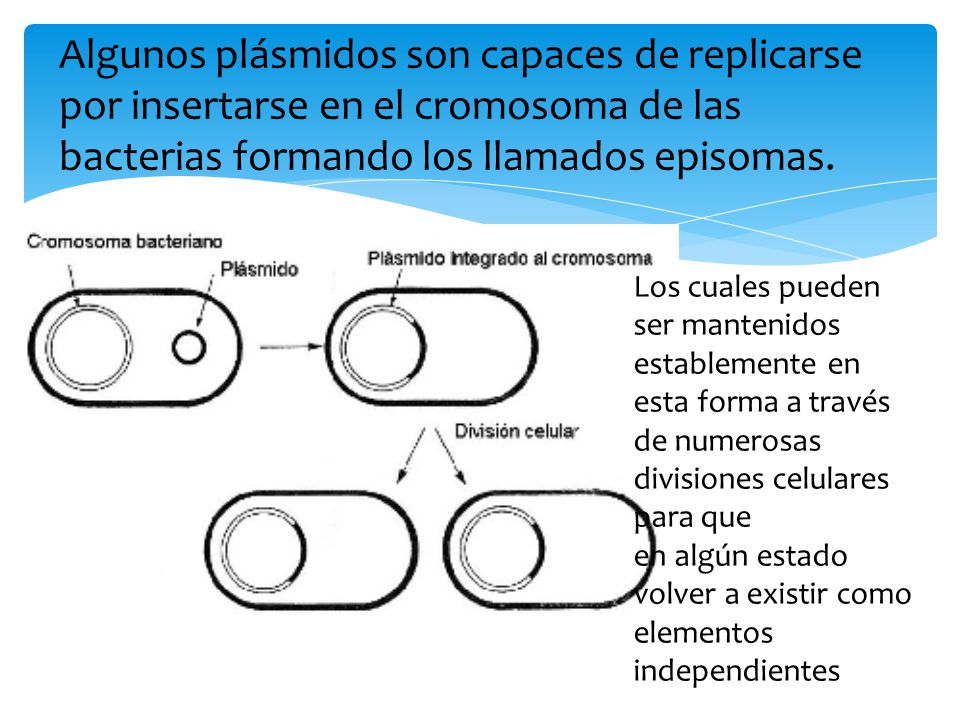 Algunos plásmidos son capaces de replicarse por insertarse en el cromosoma de las bacterias formando los llamados episomas.