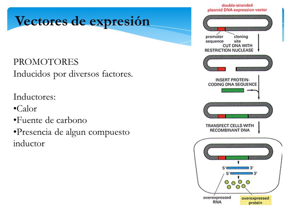 Vectores de expresión PROMOTORES Inducidos por diversos factores.