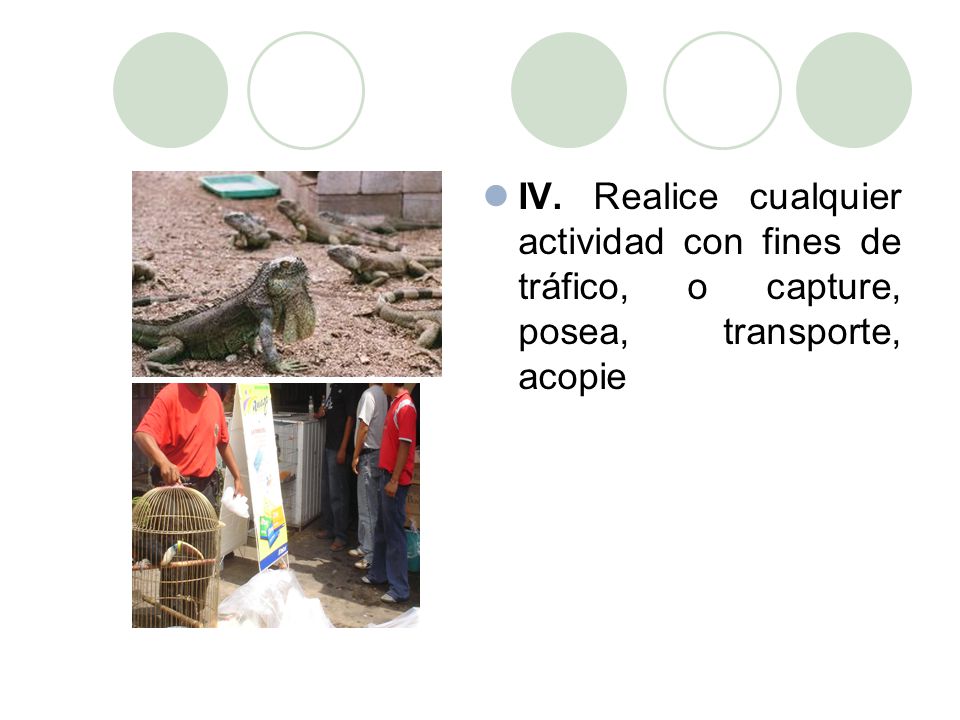 IV. Realice cualquier actividad con fines de tráfico, o capture, posea, transporte, acopie