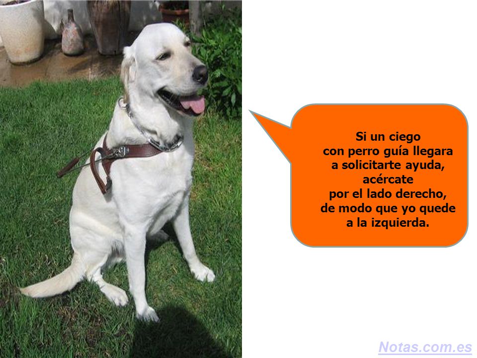 Si un ciego con perro guía llegara a solicitarte ayuda, acércate por el lado derecho, de modo que yo quede a la izquierda.