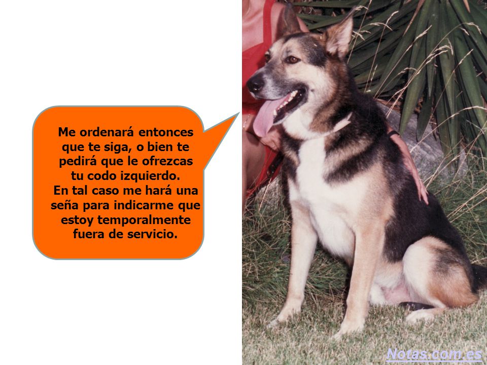 Me ordenará entonces que te siga, o bien te pedirá que le ofrezcas tu codo izquierdo. En tal caso me hará una seña para indicarme que estoy temporalmente fuera de servicio.
